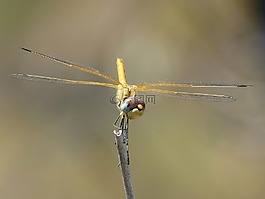 蜻蜓,黄蜻蜓,cordulegaster boltonii