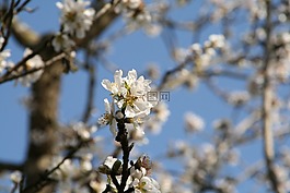 杏仁開花,春,性質(zhì)