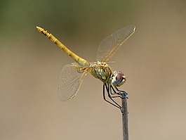 蜻蜓,黄蜻蜓,cordulegaster boltonii
