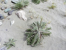 植物,沙,自然