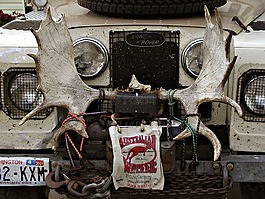 車,車輛,駝鹿