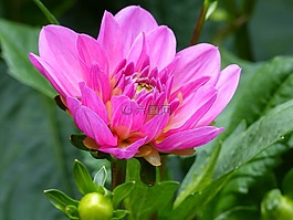 大麗花,花卉,粉色