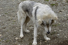 年輕的美國狼,動物,自然
