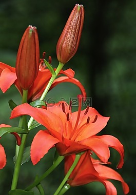 百合,紅色,開花