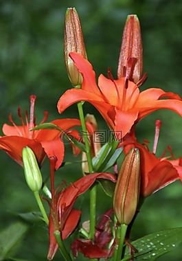 百合,紅色,開花