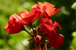 天竺葵,花,紅色