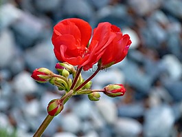 天竺葵,紅色,花