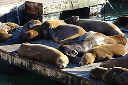 海獅,動物,海洋