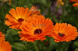 非洲菊,花,橙色