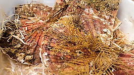 扇貝,海草,貽貝