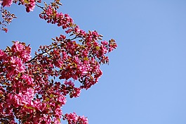 櫻桃,花,鮮花