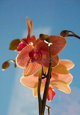 蘭花,粉紅色,花