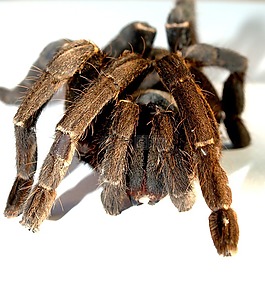 蜘蛛,只狼蛛,節(jié)肢動物