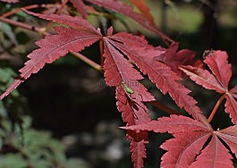 仙女上的螞蚱日本楓樹(shù),蝗蟲(chóng),昆蟲(chóng)