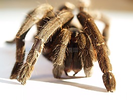 蜘蛛,只狼蛛,節(jié)肢動(dòng)物