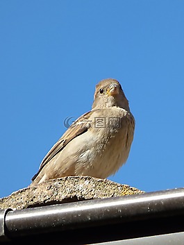 麻雀,詳細(xì),鳥