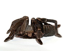 蜘蛛,只狼蛛,節(jié)肢動物