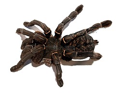 蜘蛛,只狼蛛,節(jié)肢動(dòng)物