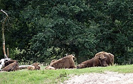 wisent,牛肉,freilebend