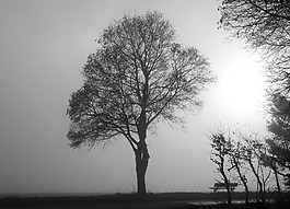 霧,樹,心情
