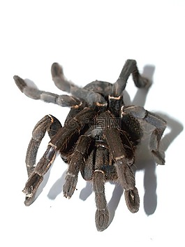 蜘蛛,只狼蛛,節(jié)肢動(dòng)物
