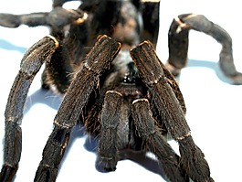 蜘蛛,只狼蛛,節(jié)肢動(dòng)物