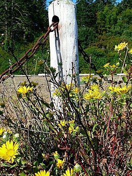野花,鏈,自然