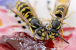 昆蟲,蜜蜂,蜂蜜