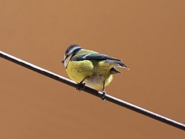 鳥,山雀,電纜