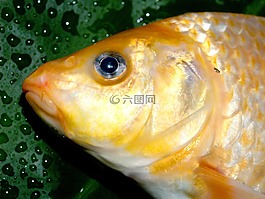 魚,鯉魚,餐