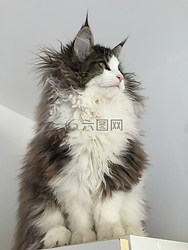 聊天,norvégien,灰