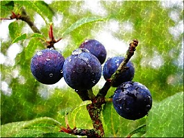 sloes,蓝色,雨滴