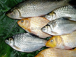 魚,鯉魚,餐