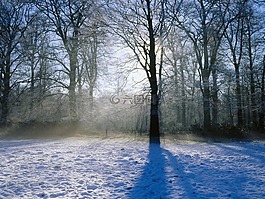 雪,樹,冬天