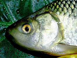 魚,鯉魚,餐