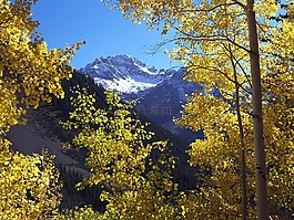 鮮花,樹,山