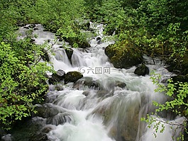 流,樹,植物