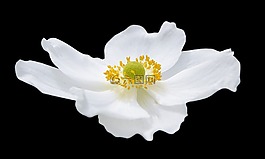 自然,花,植物区系