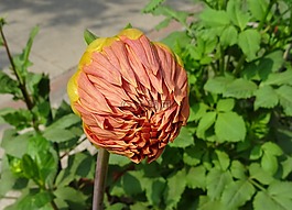 花,芽,大麗花