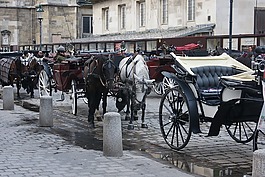 維也納,車,馬