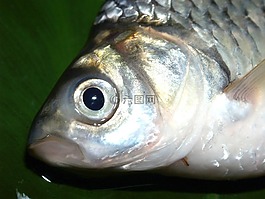 魚,鯉魚,餐