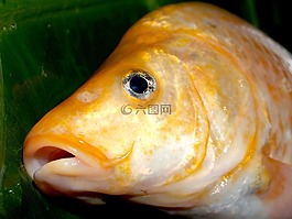 魚,鯉魚,餐