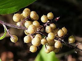 漿果,森林,植物