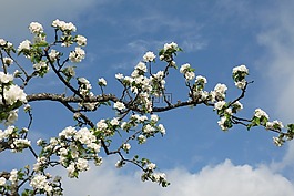 蘋(píng)果樹(shù),開(kāi)花,枝杈