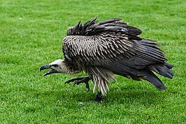 兀鷲,捕食鳥,鳥