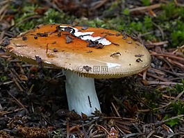蘑菇,菌类,fungii