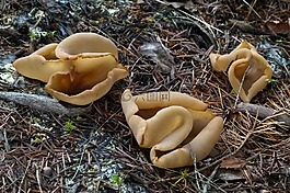 蘑菇,fungii,真菌