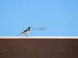 鳥,夏季,太陽