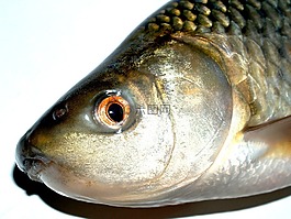 魚,鯉魚,餐
