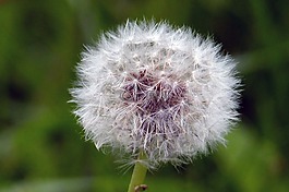蒲公英,花,植物區(qū)系